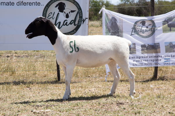 Lote OVINO DORPER HEMBRA PPC
