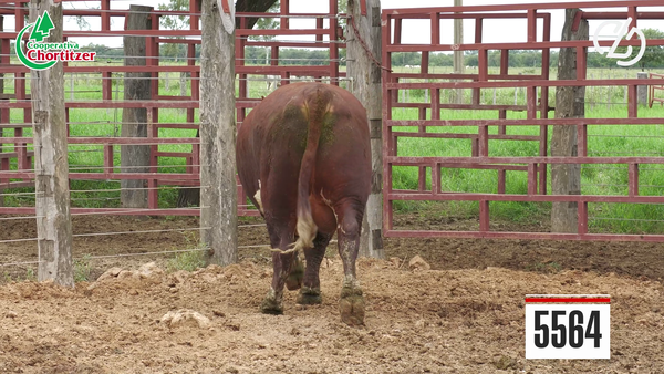 Lote Hereford