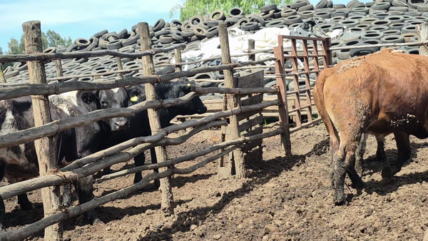 Lote 45 Novillo Gordo en San Rafael, VII  Región Maule