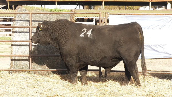 Lote TOROS ANGUS NEGROS  PC
