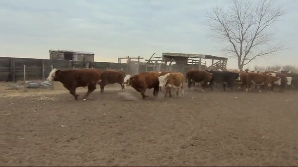 Lote 152 Novillitos en Florentino Ameghino, Buenos Aires