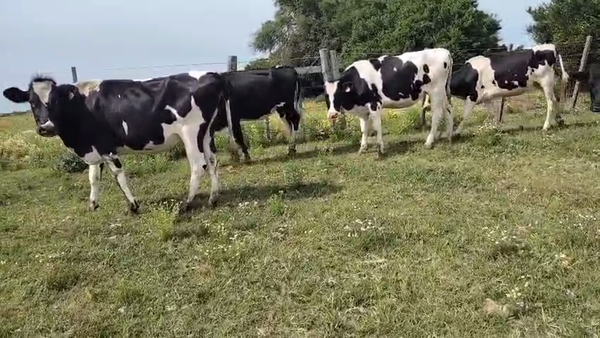 Lote 37 Vaquillonas , San José