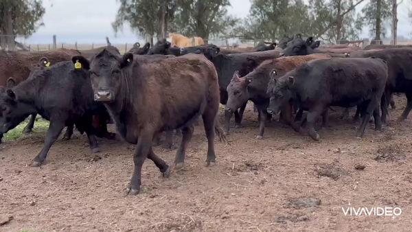 Lote 30 Vaquillonas C/ gtia de preñez en Lobos, Buenos Aires
