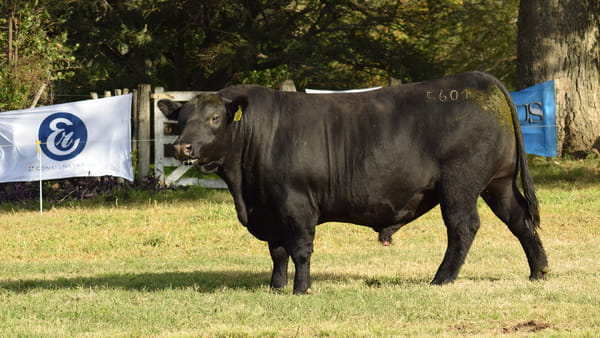 Lote CABAÑA COEMBOTÁ: RP 601