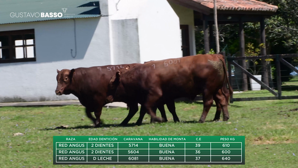 Lote 3 Toros PI / PO / PC, Cerro Largo