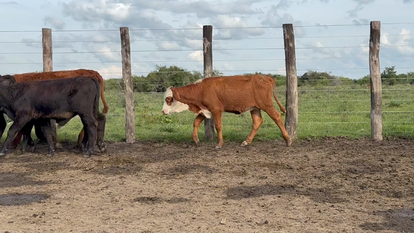 Lote 130 Terneros/as