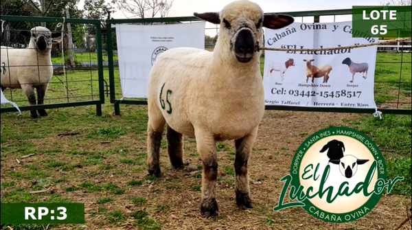 Lote OVINOS HEMBRAS 65