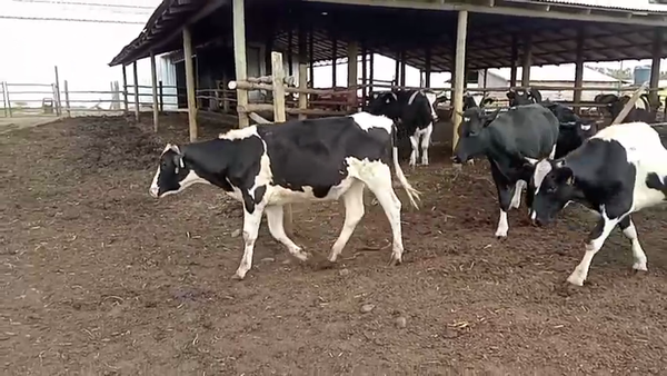 Lote 50 Novillo Engorda en San Pedro, Región Metropolitana