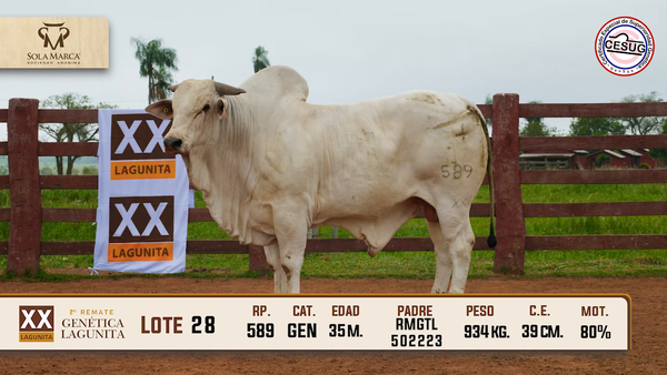 Lote Lote 28