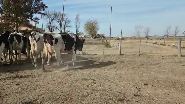 Lote Est. Don Osvaldo - Produccion