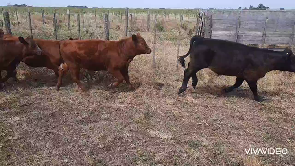 Lote 60 Terneros/as