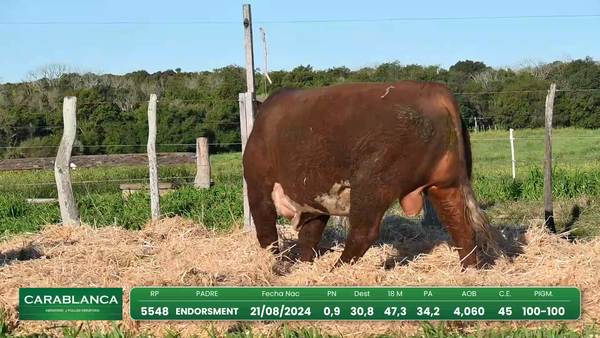 Lote Hereford Morixe