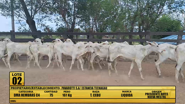 Lote LOTE 2