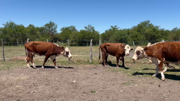 Lote 20 Vacas faena en Corrientes, Curuzú-Cuatiá