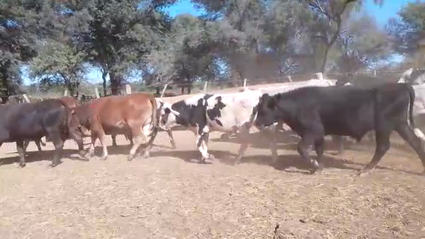 Lote 45 Novillitos y vaquillonas en Monte Quemado, Santiago del Estero