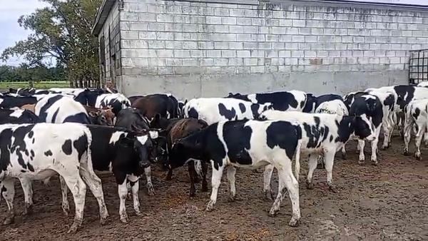Lote 110 Terneros en Buenos Aires, Luján