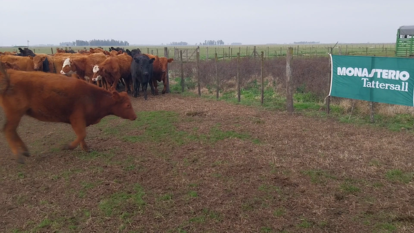 Lote 60 Vaquillonas en Arboledas