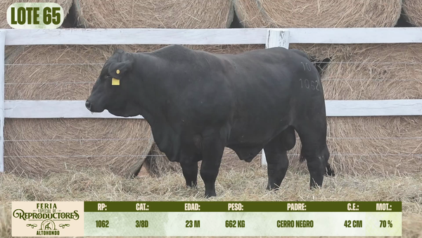 Lote LOTE 65