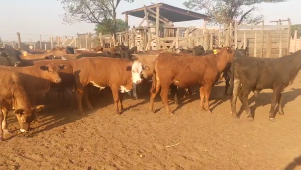 Lote 160 Terneros en Quimilí, Santiago del Estero