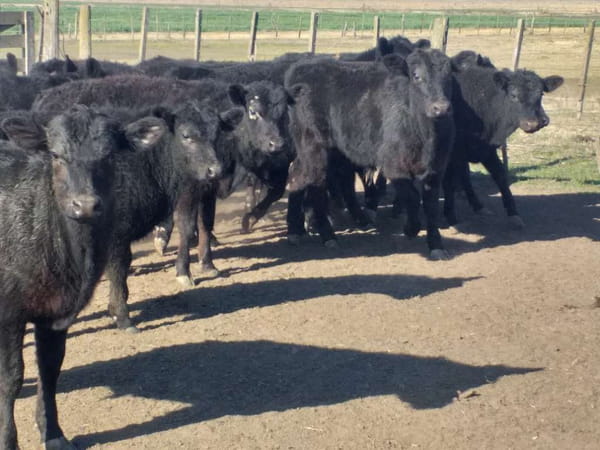 Lote 110 Terneros en Henderson, Buenos Aires