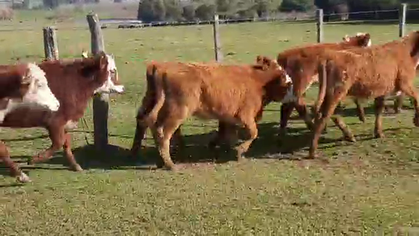 Lote 9 Terneros HEREFORD Y CRUZAS 180kg - , San José