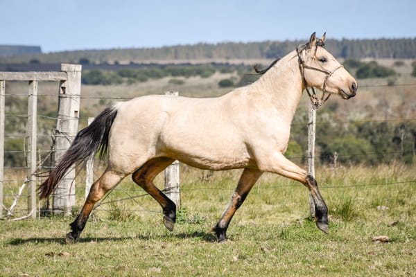 Lote HERENCIA LA FLECHILLA