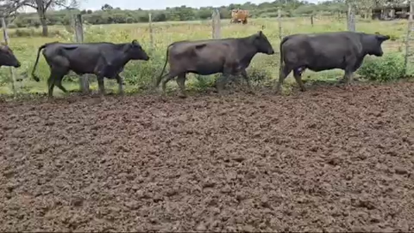 Lote 120 Vacas nuevas C/ gtia de preñez en Pirané, Formosa
