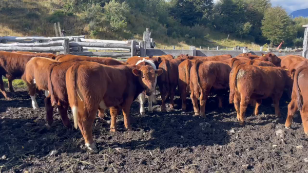 Lote 45 Ternero en Coyhaique, XI Región Aysén