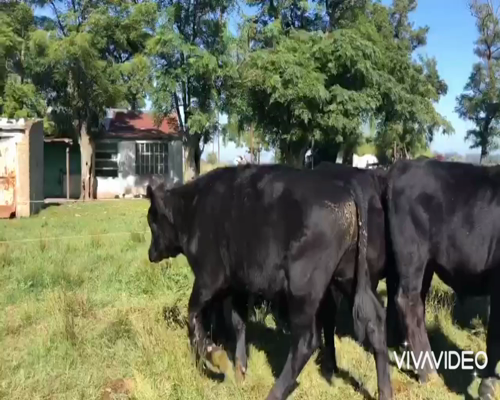 Lote 14 Terneros en Navarro, Buenos Aires