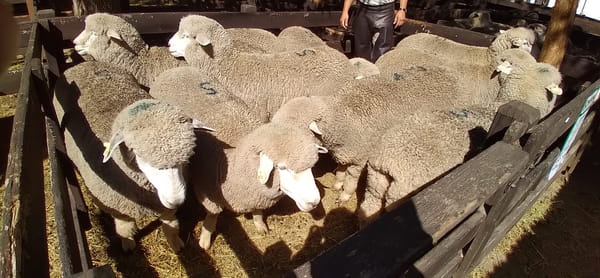 Lote 10 borregas puro de origen 2dts