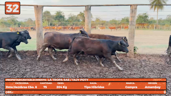 Lote LOTE 32