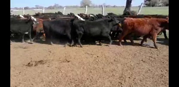 Lote 60 Terneros/as en Entre Ríos, Villaguay