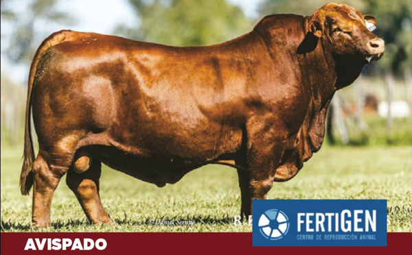 Lote PAQUETE 10 DOSIS