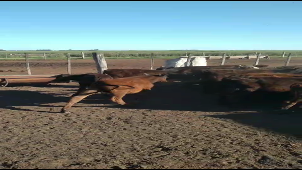 Lote 70 Terneros/as