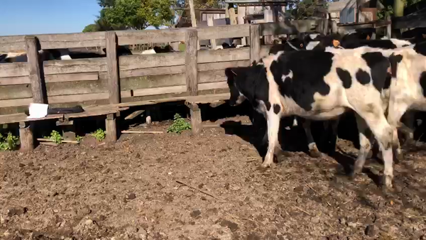 Lote 9 Terneras Holando en Pantanoso