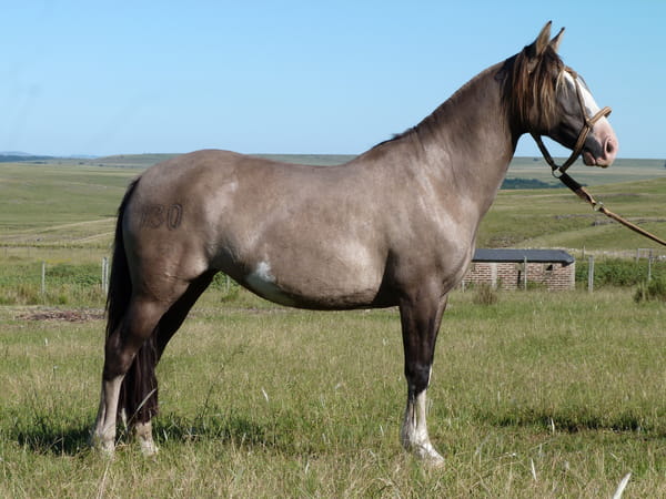 Lote Descarada del Cerro Grande