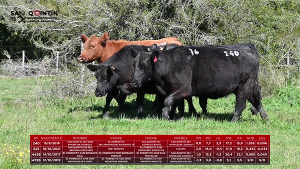 Lote LOTE 16 - VIENTRES PREÑADOS ABERDEEN ANGUS PI