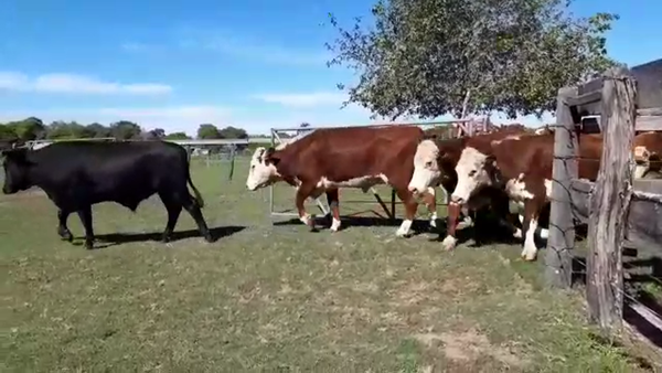 Lote 33 Novillos en Goya, Corrientes