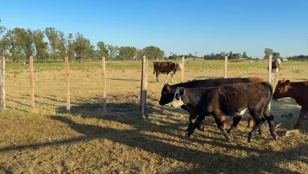 Lote TERNEROS Y TERNERAS
