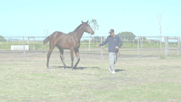 Lote BAREK (DR POST -  DIVERGENTE)