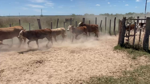 Lote 80 Terneros/as en Esquina, Corrientes
