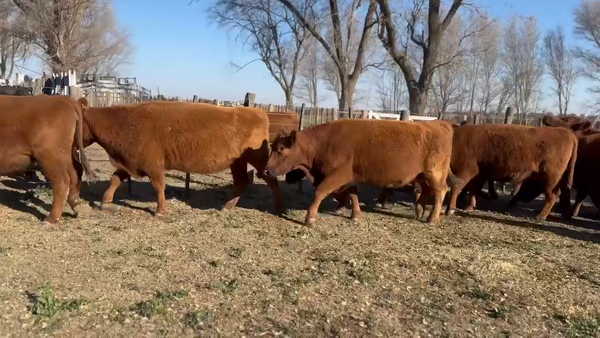 Lote 70 Vacas nuevas C/ gtia de preñez