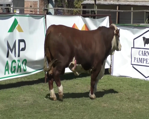 Lote Toro Braford RP 701 - PR