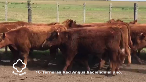 Lote 8 Terneras Red Angus, Artigas