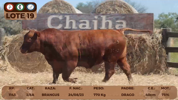 Lote LOTE 19