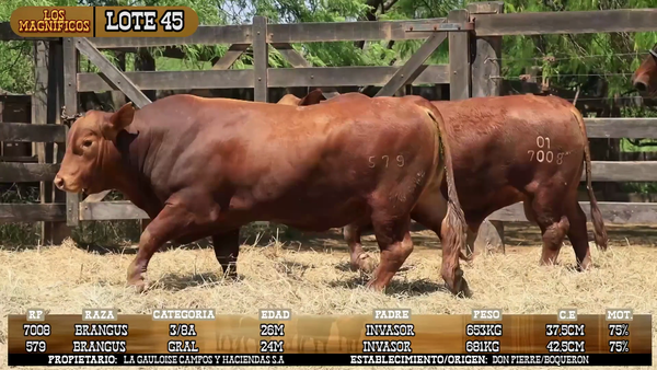 Lote LOTE 45
