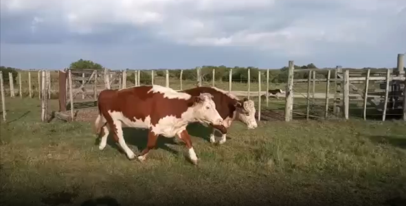 Lote 14 Vaca en San José