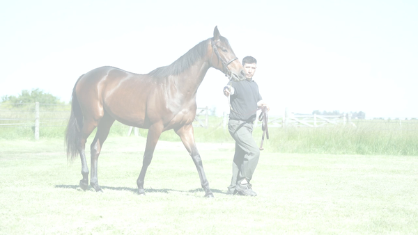 Lote GLORY NIK (NICODEMUS -  PASSION AND GLORY)