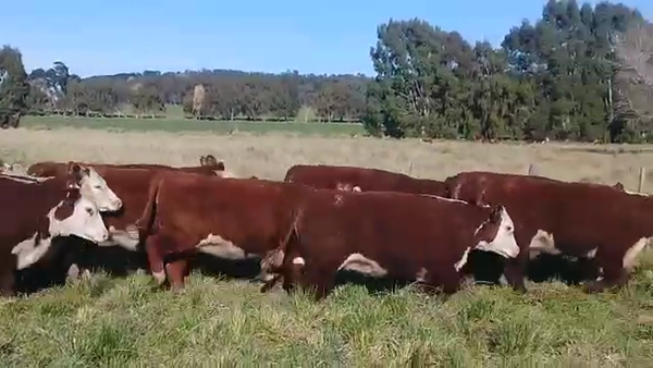 Lote Sto. Domingo Vaquillonas PR - Preñadas parición otoño 2023