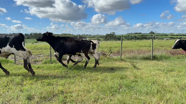 Lote NOVILLOS 1 a 2 AÑOS